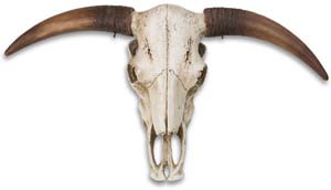 Horned Skull Wall Display